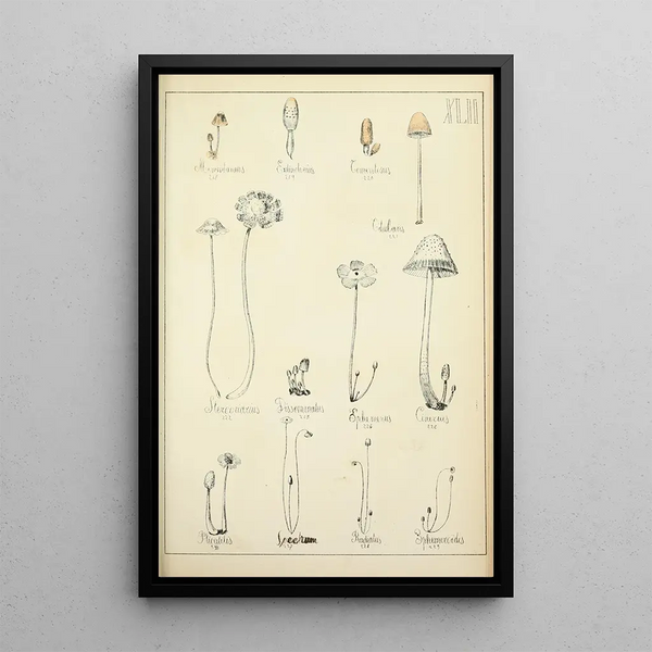 Histoire naturelle des champignons Pl42 - Guillaume Sicard — indrammet kunstværk på væggen