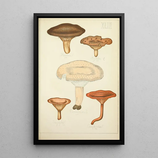 Histoire naturelle des champignons Pl43 - Guillaume Sicard — indrammet kunstværk på væggen