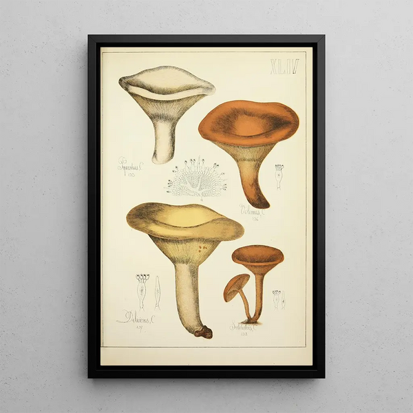 Histoire naturelle des champignons Pl44 - Guillaume Sicard — indrammet kunstværk på væggen
