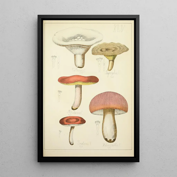 Histoire naturelle des champignons Pl45 - Guillaume Sicard — indrammet kunstværk på væggen
