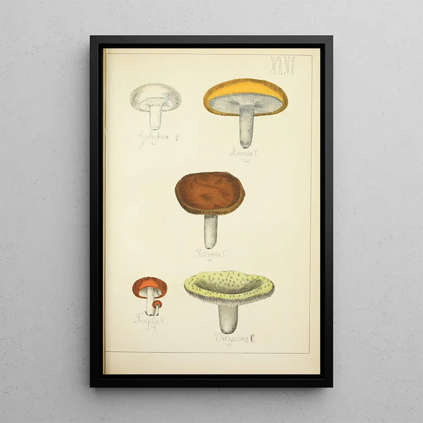 Histoire naturelle des champignons Pl46 - Guillaume Sicard — indrammet kunstværk på væggen