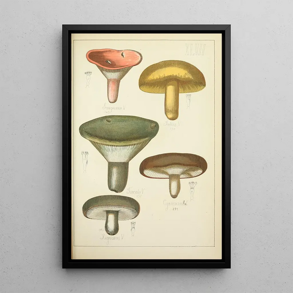 Histoire naturelle des champignons Pl47 - Guillaume Sicard — indrammet kunstværk på væggen