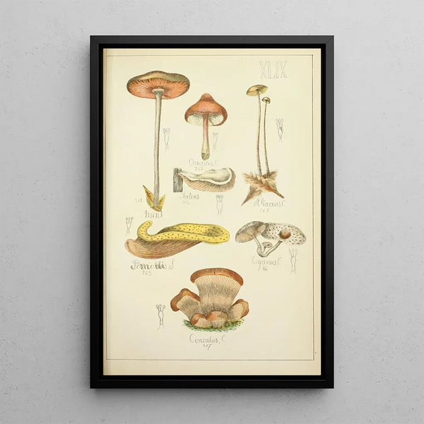 Histoire naturelle des champignons Pl49 - Guillaume Sicard — indrammet kunstværk på væggen
