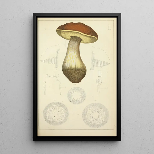Histoire naturelle des champignons Pl50 - Guillaume Sicard — indrammet kunstværk på væggen
