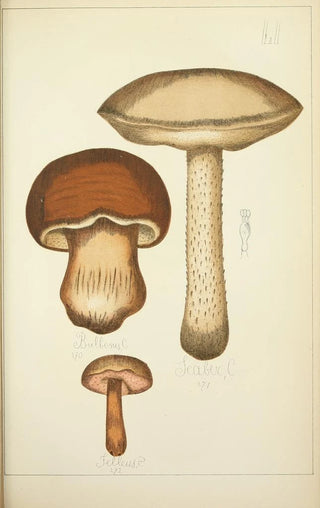 Guillaume Sicard - Histoire naturelle des champignons Pl51.webp