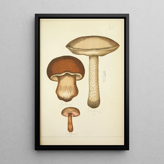 Guillaume Sicard - Histoire naturelle des champignons Pl51.webp