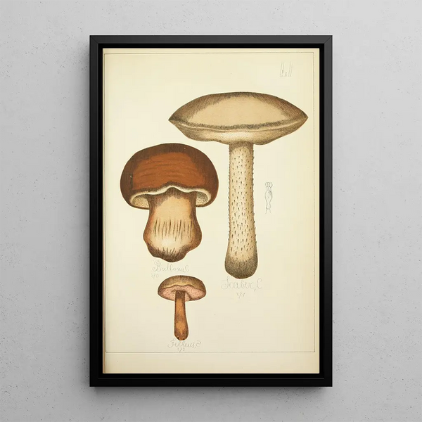 Histoire naturelle des champignons Pl51 - Guillaume Sicard — indrammet kunstværk på væggen