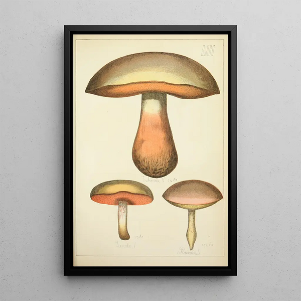 Histoire naturelle des champignons Pl53 - Guillaume Sicard — indrammet kunstværk på væggen
