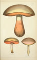 Histoire naturelle des champignons Pl53 - Guillaume Sicard — visning af kunstværket