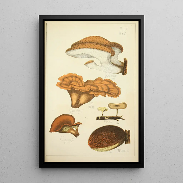Histoire naturelle des champignons Pl55 - Guillaume Sicard — indrammet kunstværk på væggen