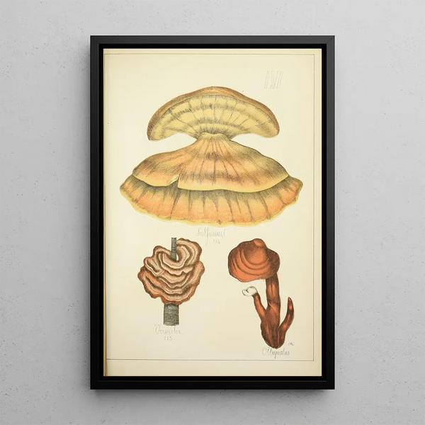 Histoire naturelle des champignons Pl56 - Guillaume Sicard — indrammet kunstværk på væggen