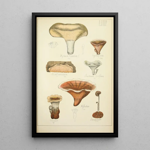 Histoire naturelle des champignons Pl58 - Guillaume Sicard — indrammet kunstværk på væggen