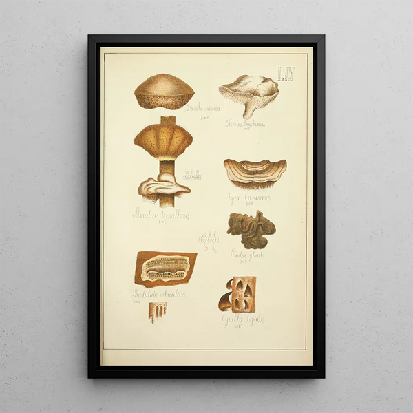 Histoire naturelle des champignons Pl59 - Guillaume Sicard — indrammet kunstværk på væggen
