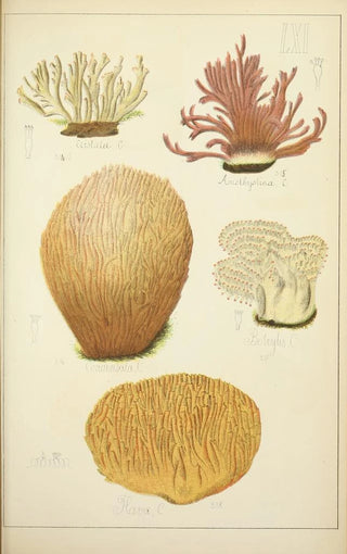 Guillaume Sicard - Histoire naturelle des champignons Pl61.webp