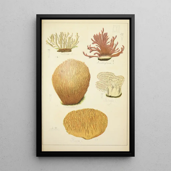Histoire naturelle des champignons Pl61 - Guillaume Sicard — indrammet kunstværk på væggen