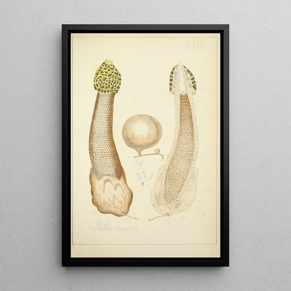 Histoire naturelle des champignons Pl64 - Guillaume Sicard — indrammet kunstværk på væggen