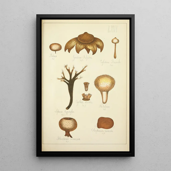 Histoire naturelle des champignons Pl66 - Guillaume Sicard — indrammet kunstværk på væggen