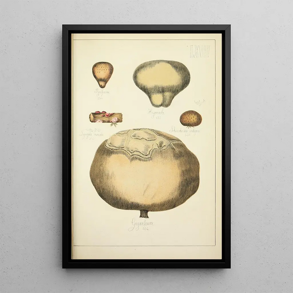 Histoire naturelle des champignons Pl67 - Guillaume Sicard — indrammet kunstværk på væggen