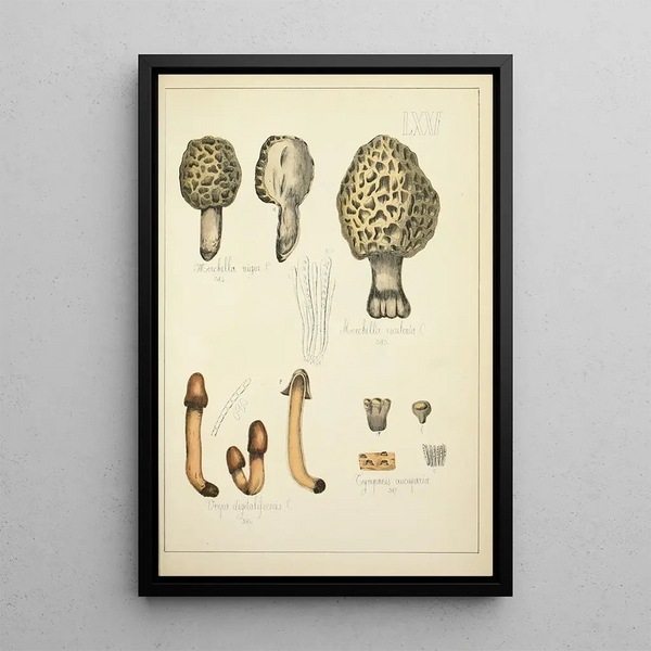 Histoire naturelle des champignons Pl71 - Guillaume Sicard — indrammet kunstværk på væggen
