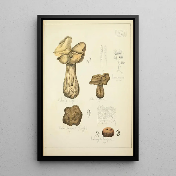 Histoire naturelle des champignons Pl72 - Guillaume Sicard — indrammet kunstværk på væggen