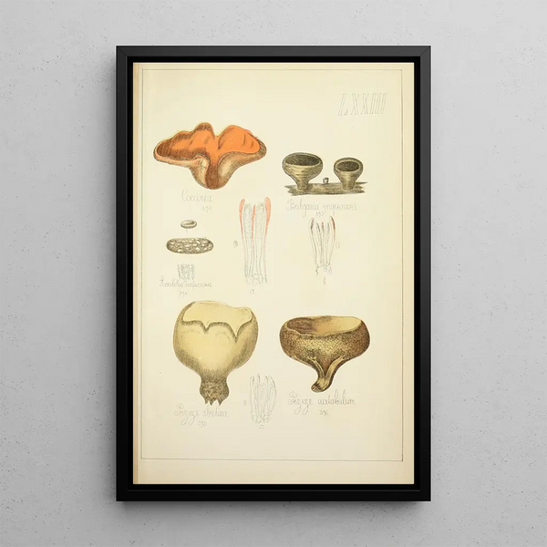 Histoire naturelle des champignons Pl73 - Guillaume Sicard — indrammet kunstværk på væggen