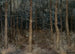 Chemins mystiques, vue de forêt - Gust van de Wall Perné — visning af kunstværket