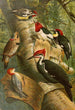 Le monde des oiseaux nord-amerikanske pl01 - Gustav Mützel — visning af kunstværket
