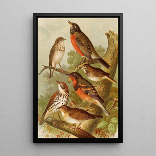 Gustav Mutzel - Die Nordamerikanische Vogelwelt pl02.webp