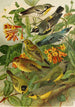 Le monde des oiseaux nord-amerikanske pl14 - Gustav Mützel — visning af kunstværket