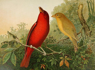 Gustav Mutzel - Die Nordamerikanische Vogelwelt pl20.webp