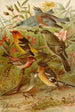 Le monde des oiseaux nord-americains pl21 - Gustav Mützel — visning af kunstværket