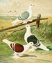 C. clypeata - Gustav Prütz — visning af kunstværket