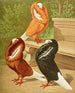 C. cuculata - Gustav Prütz — visning af kunstværket