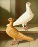 Tyrkisk maleri - Gustav Prütz — visning af kunstværket