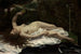 Kvinde med en papegøje - Gustave Courbet — visning af kunstværket
