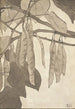 Bourgeon rouge sur fond gris - Hannah Borger Overbeck — visning af kunstværket