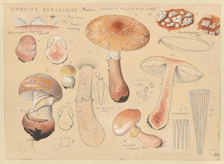 Hans Walty - Amanita rubescens Person Amanita pustulata Schff.webp