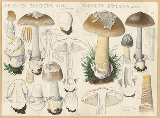 Hans Walty - Amanita spadicea Secr.webp