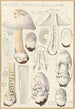 Amanite spadicea Secr version Alba - Hans Baldung — visning af kunstværket
