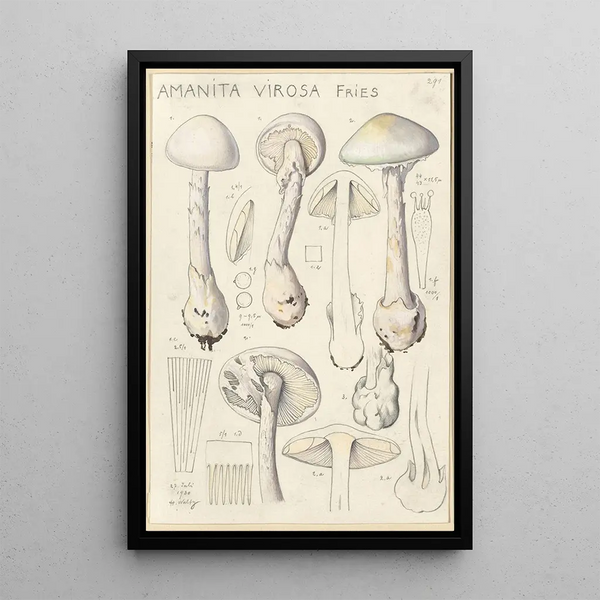 Hans Walty - Amanita virosa.webp