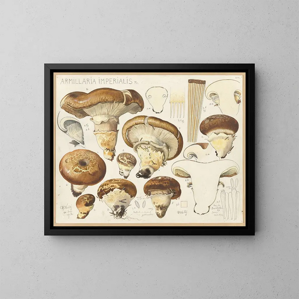 Armillaria impérialis - Hans Baldung — indrammet kunstværk på væggen