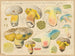 Boletus appendiculatus var. albidus - Hans Baldung — visning af kunstværket