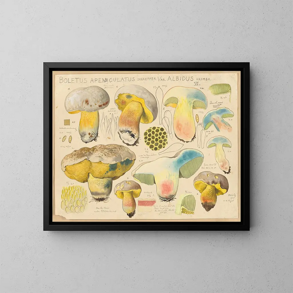 Boletus appendiculatus var. albidus - Hans Baldung — indrammet kunstværk på væggen