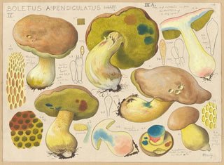Boletus appendiculatus - Hans Baldung — visning af kunstværket