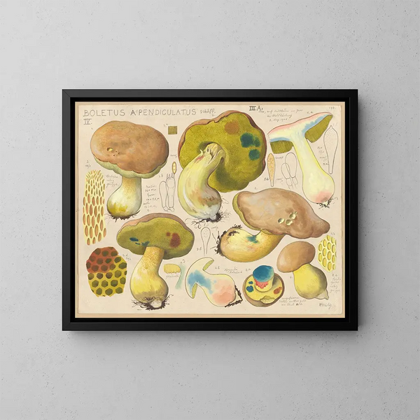 Boletus appendiculatus - Hans Baldung — indrammet kunstværk på væggen