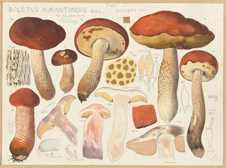 Hans Walty - Boletus aurantiacus Bull.webp