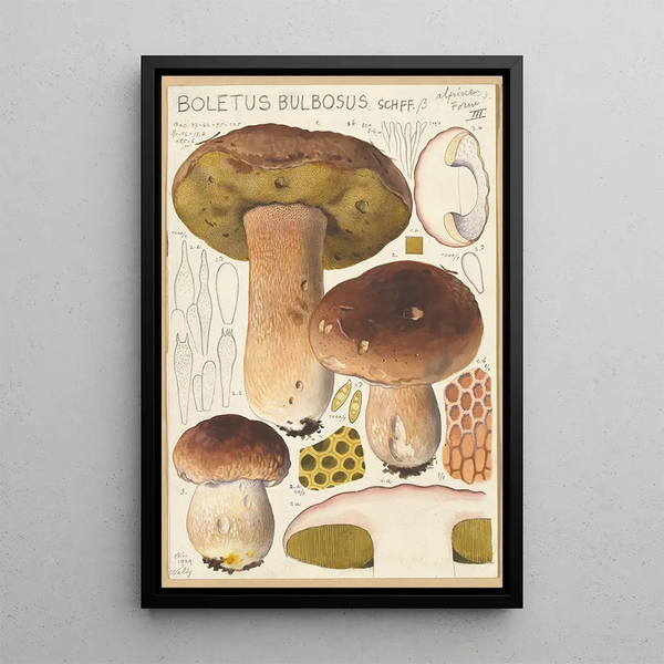 Boletus bulbosus - Hans Baldung — indrammet kunstværk på væggen