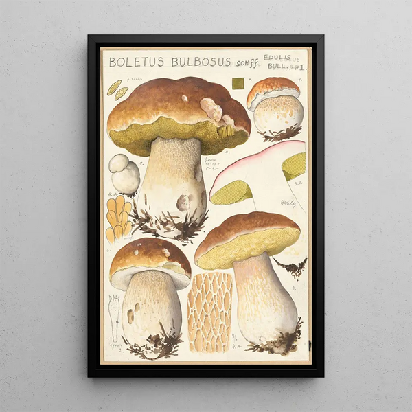 Boletus bulbosus Schff - Hans Baldung — indrammet kunstværk på væggen