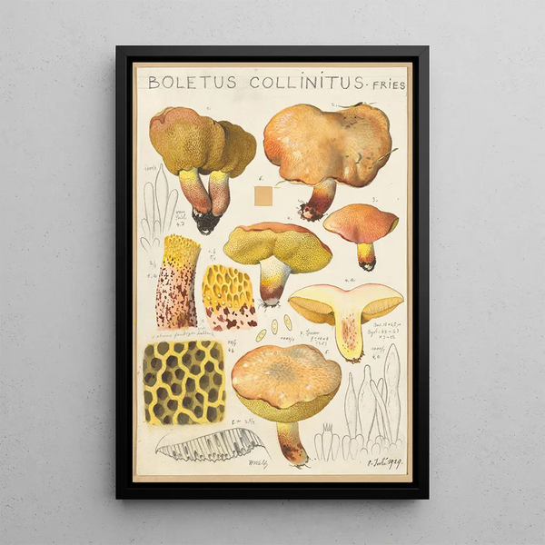 Boletus collinitus - Hans Baldung — indrammet kunstværk på væggen