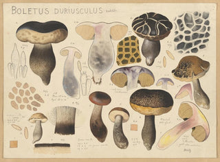 Bolet duriuscule - Hans Baldung — visning af kunstværket